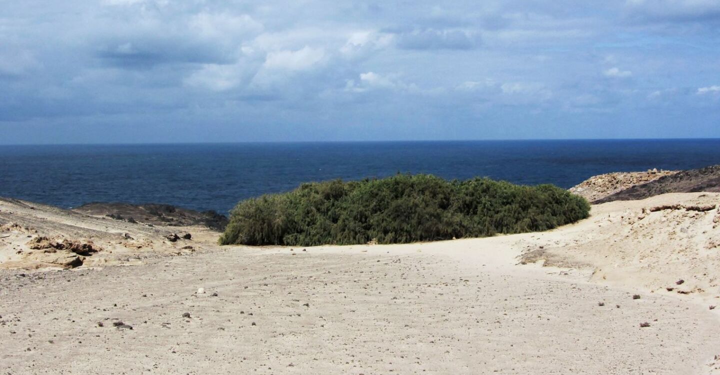 WFF 1062 2 FFuerteventura Tamrisken vor der Caleta de la Madera 