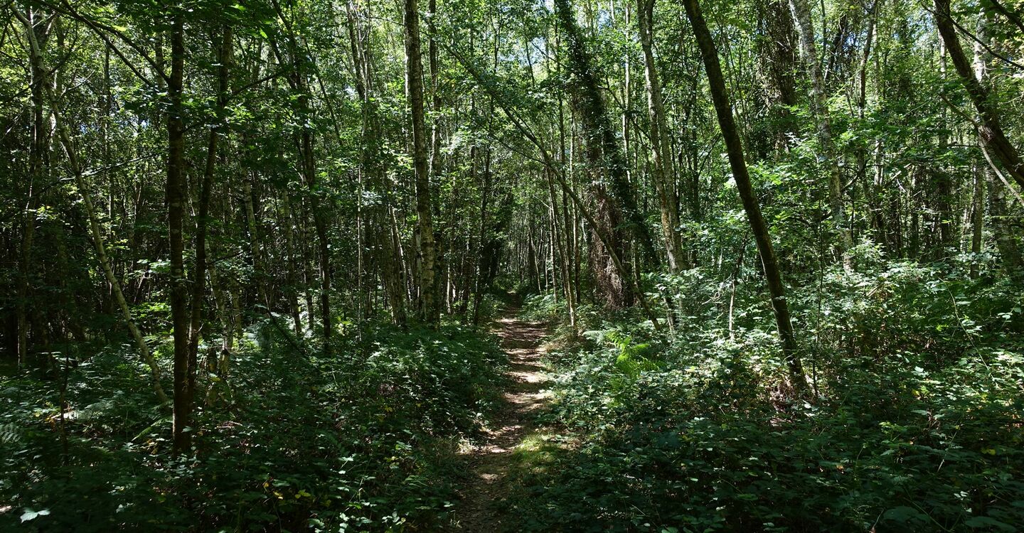 WB 1007 2 Waldweg  