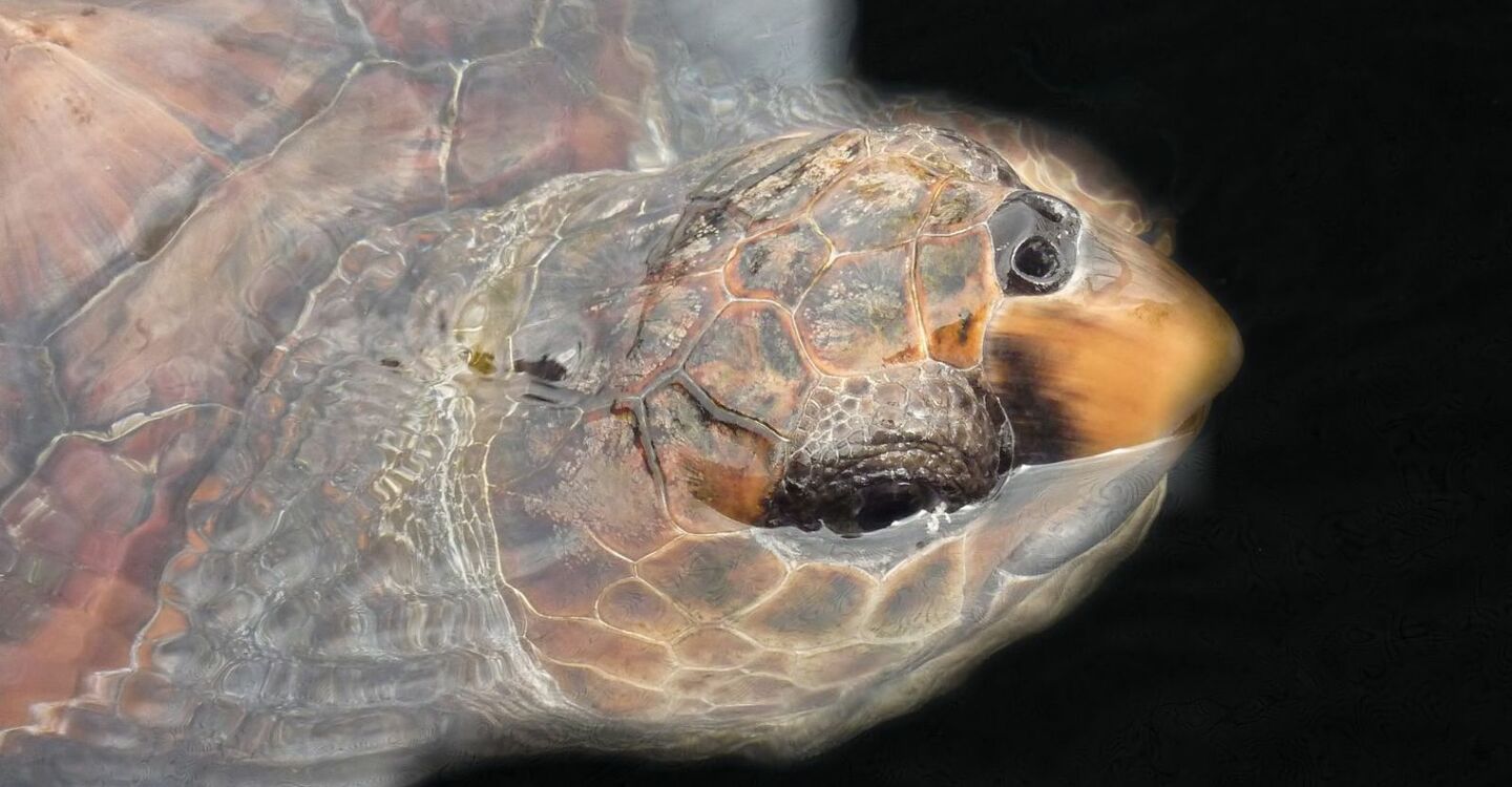 WFF 1070 5 FFuerteventura Karettschildkröte