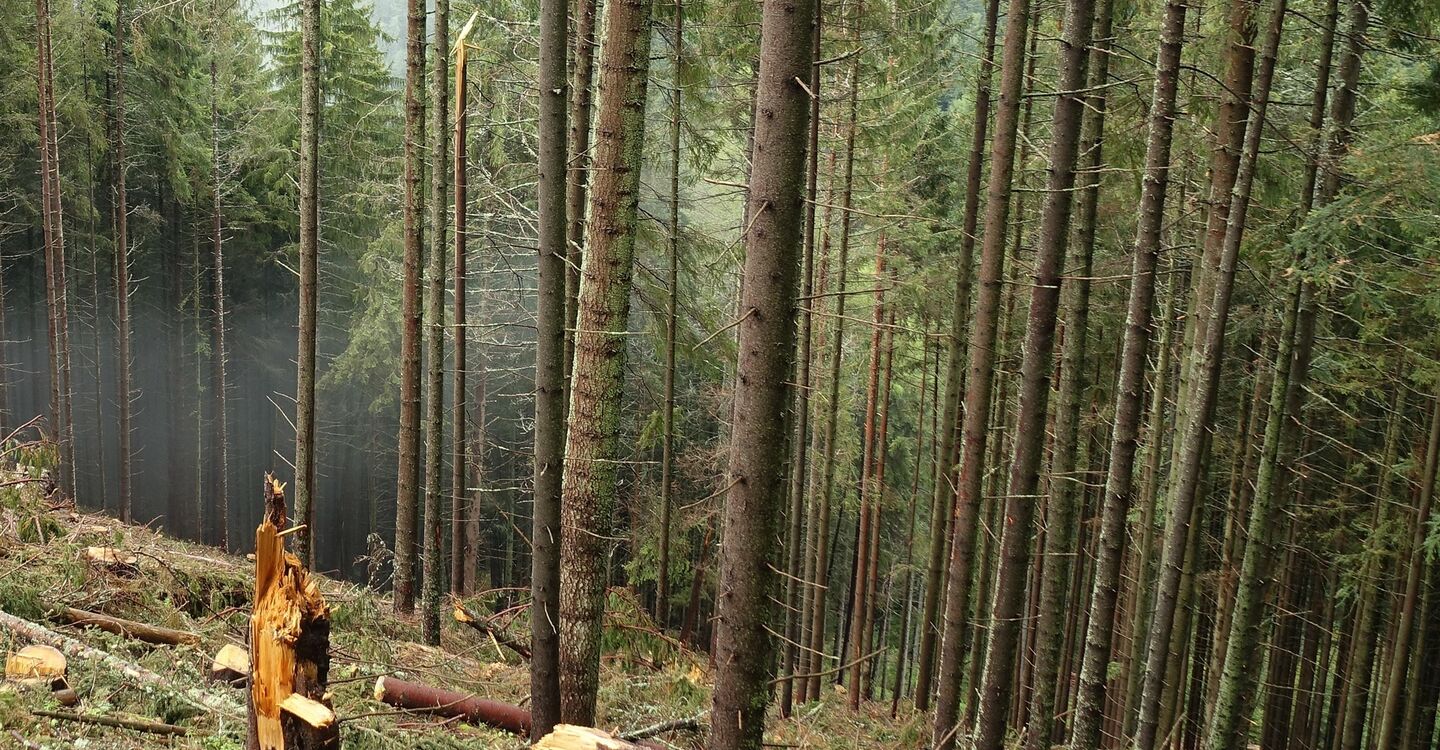 WTA 1013 2 der durch Sturmschäden geplagte Wald
