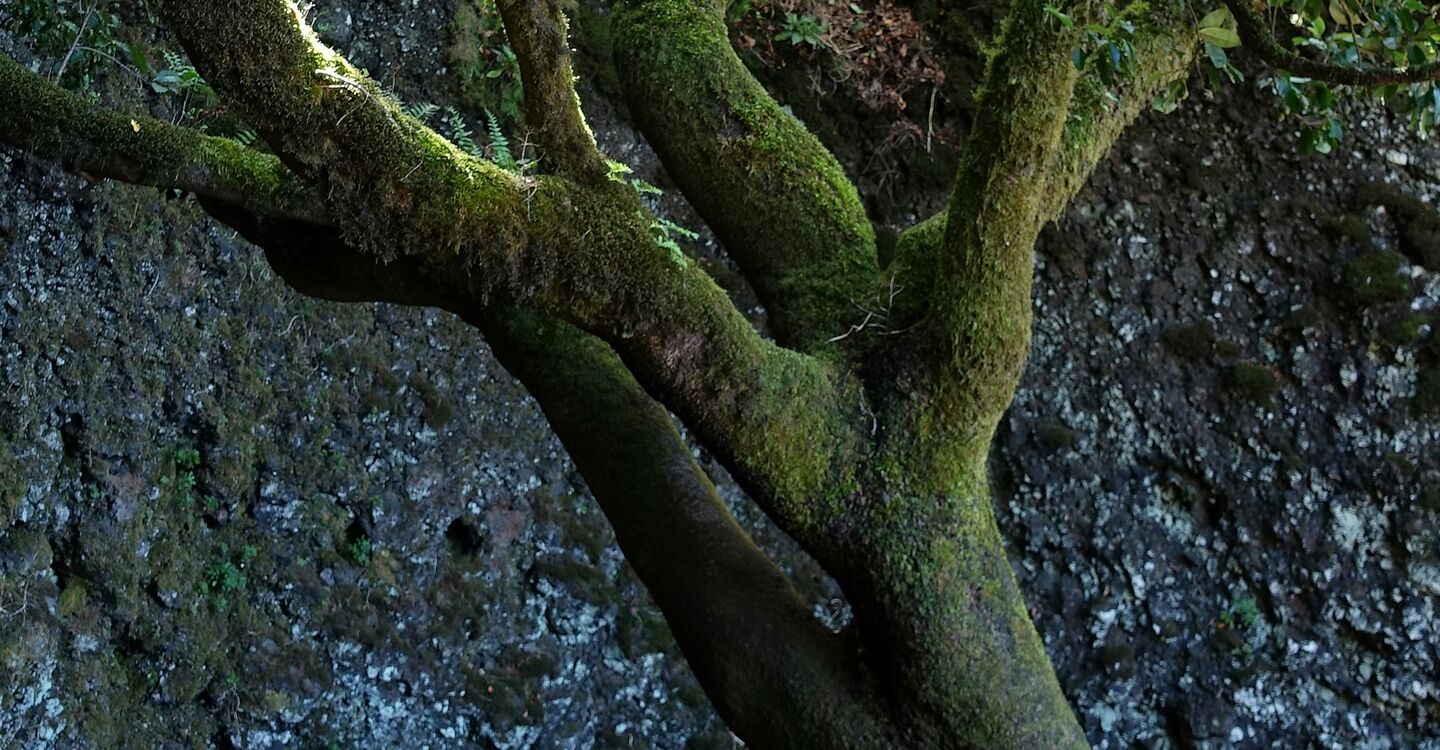 WEH 1033 2 der Heilige Baum Arbol Garoe