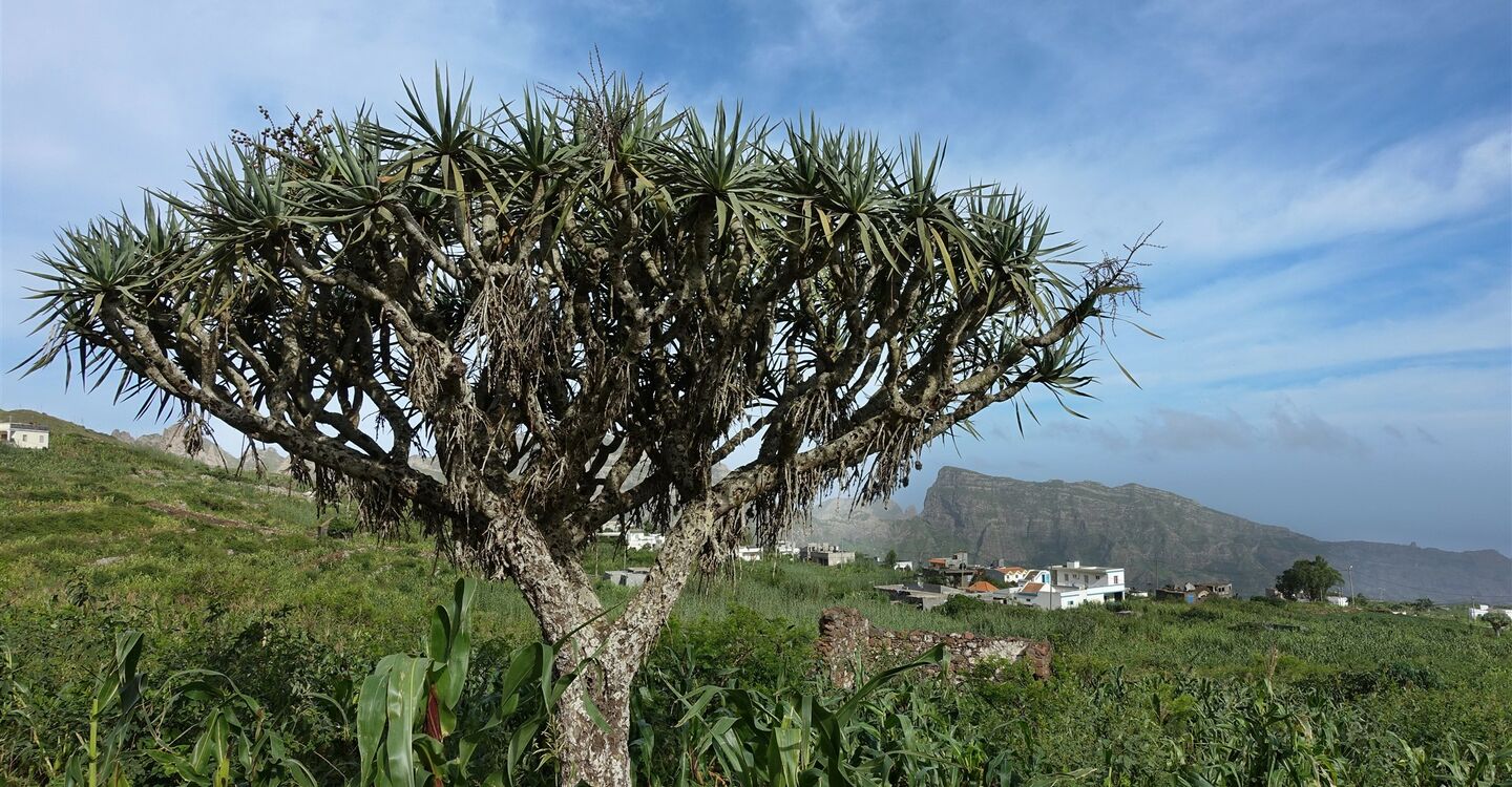WKB 1049 1 Ein urwüchsiger Drachenbaum