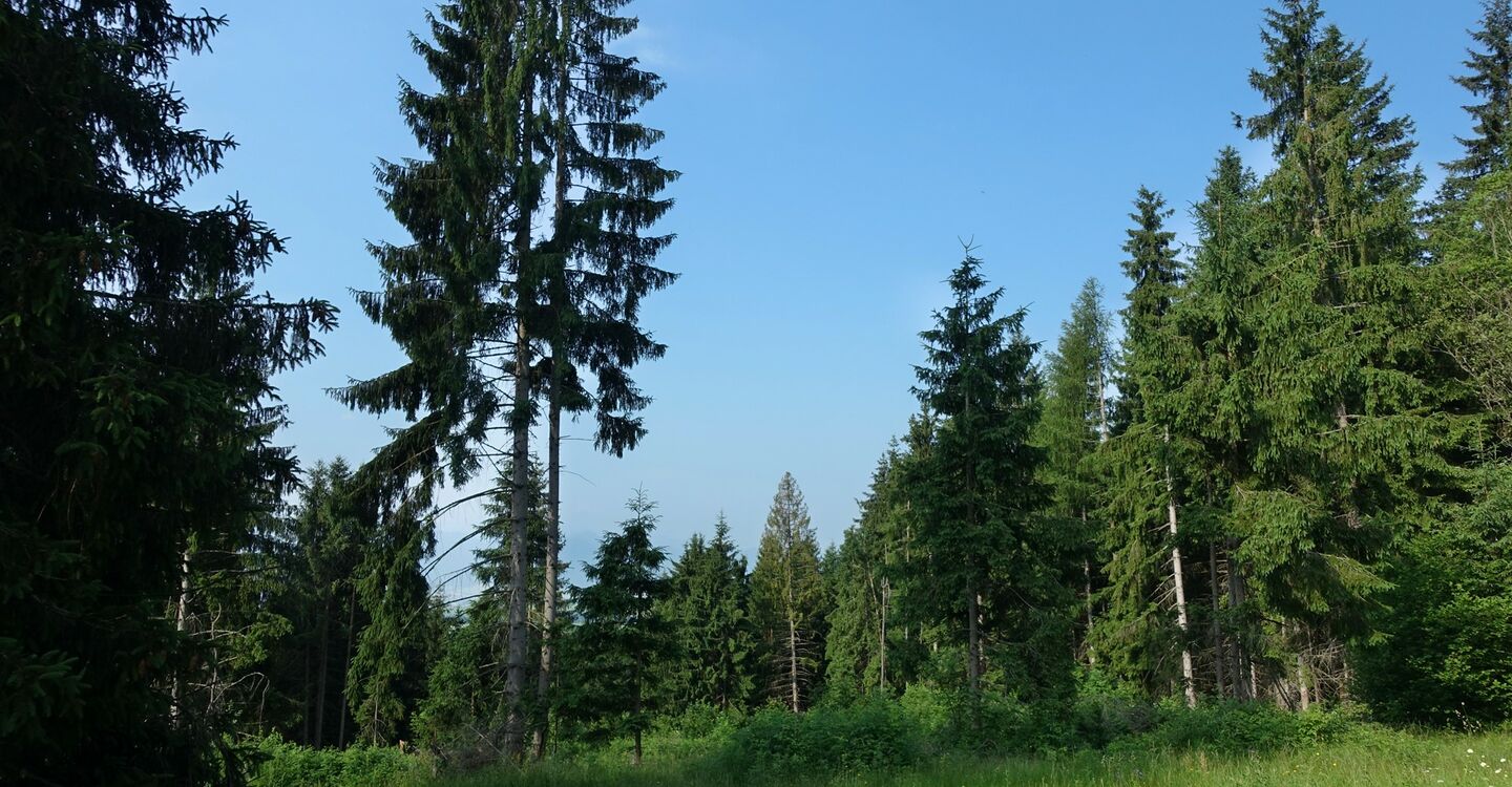 WTA 1033 2 Wald biegen wir dann rechts ab (m)