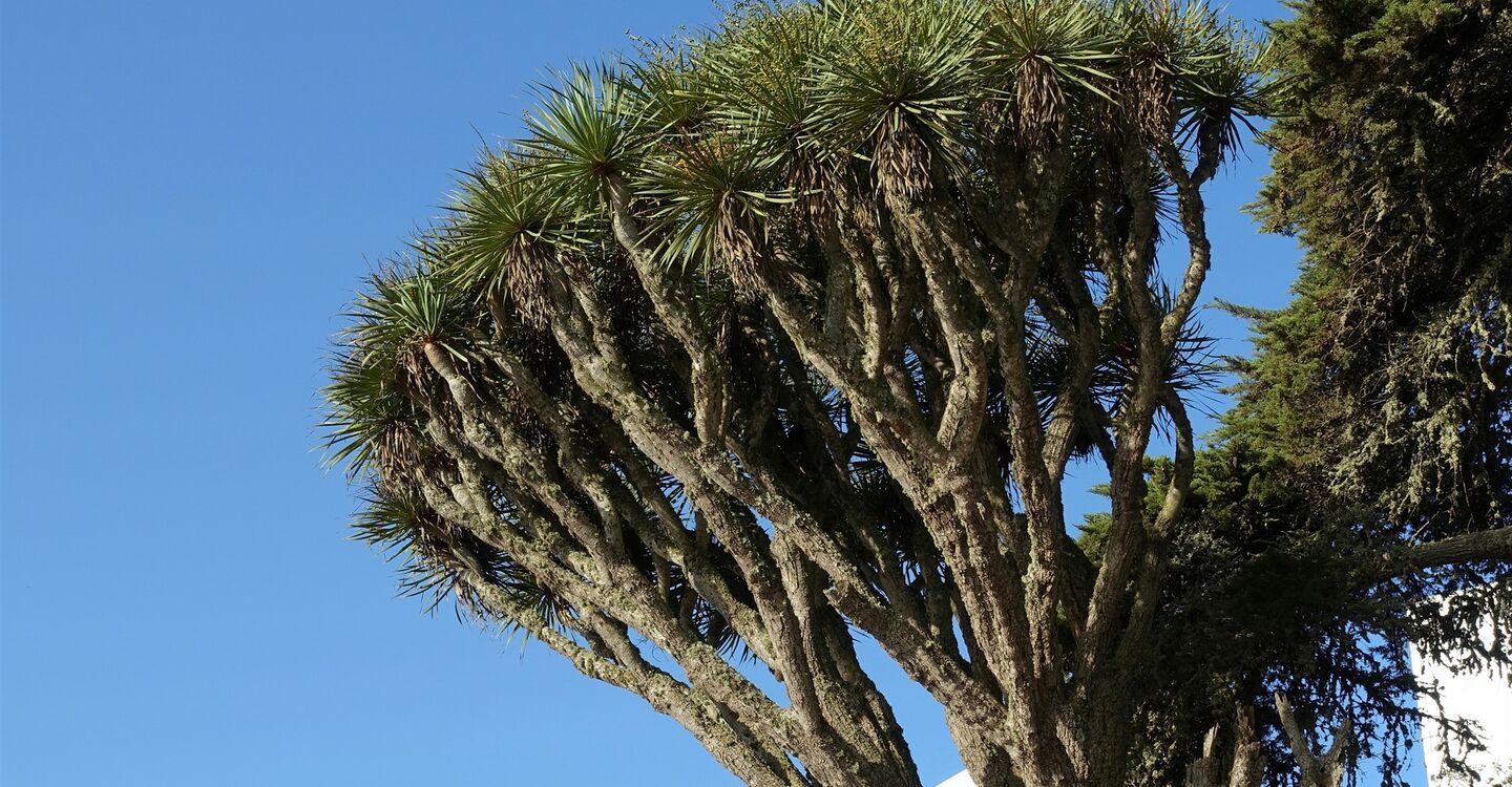 WEH 1041 1 der ältesten Drachenbaum in Valverde