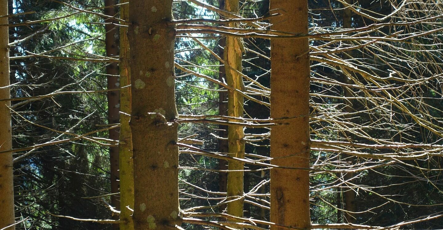 WKB2 1049 4 Manchmal sieht man den Wald vor lauter Bäumen nicht.