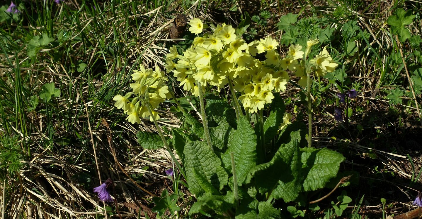 WTA 1010 5 Schlüsselblumen am Svidovské sedlo