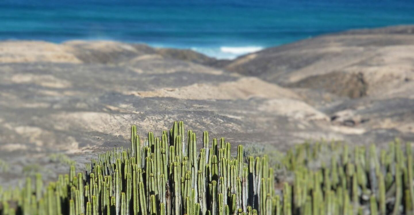 WFF 1061 1 FFuerteventura Säuleneuphorbien