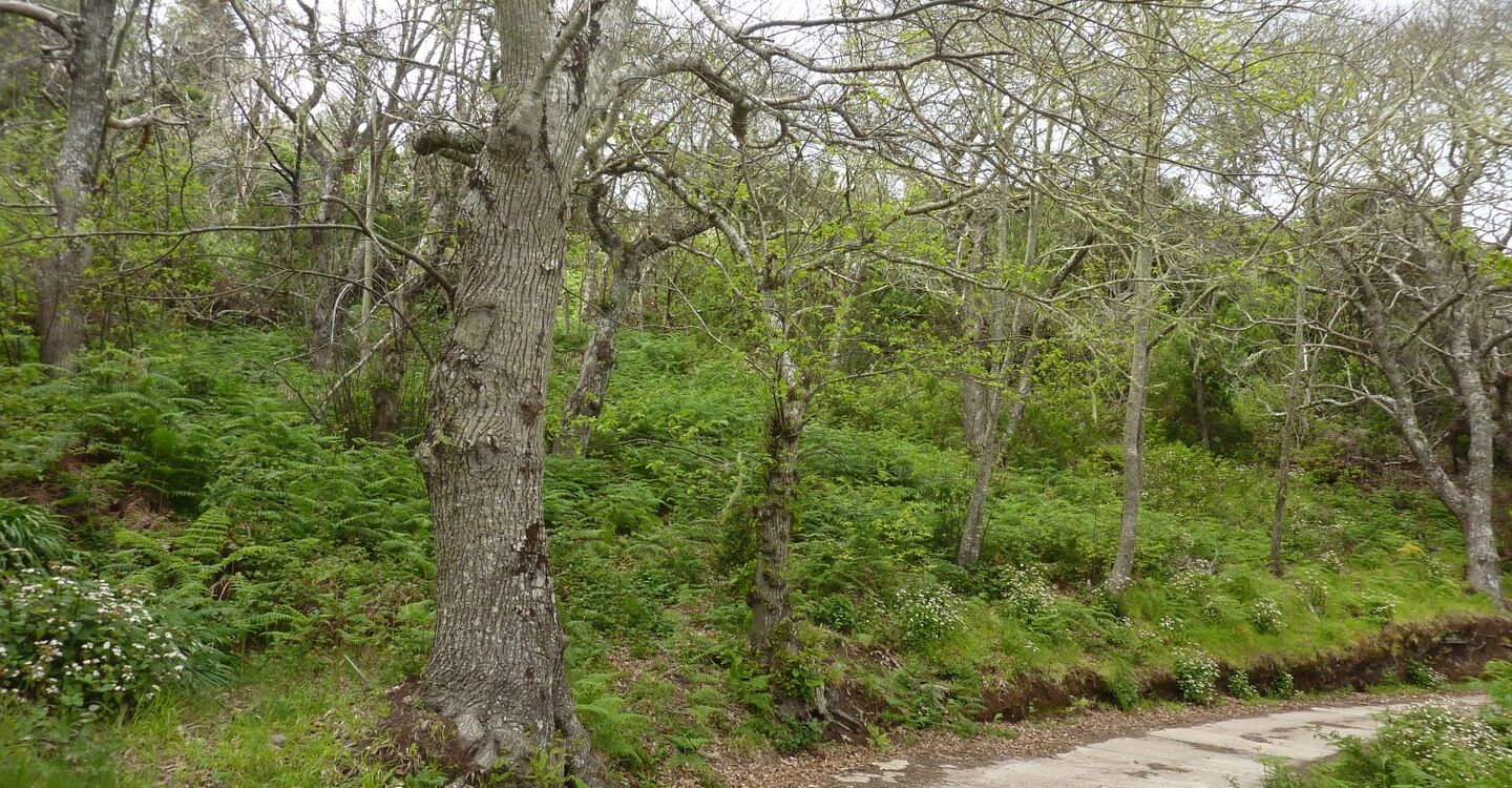 WLG 1039 4 Laubwald