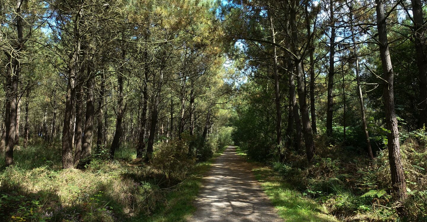 WB 1053 1 Die Wanderung beginnt mit einem Waldspaziergang