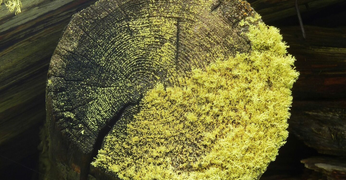 WKB1 1010 4 Naturimpression