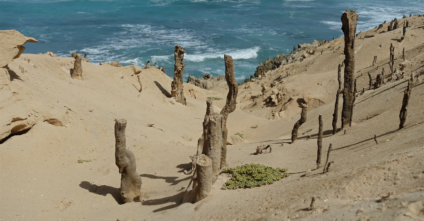 WKB 1067 2 Entlang des Praia de Cophina entdecken wir fossilierte Wurzelreste