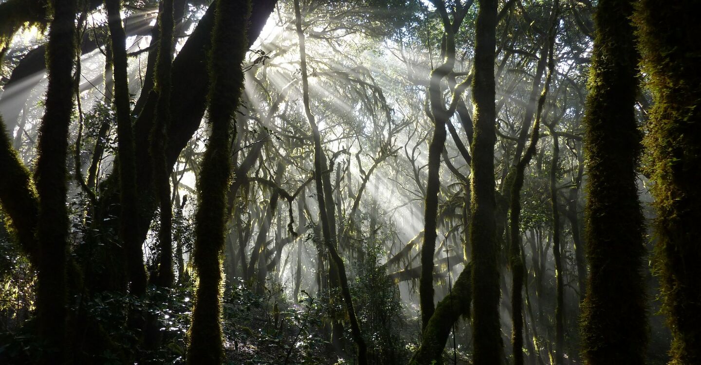 WLG 1018 2 im Nebelwald