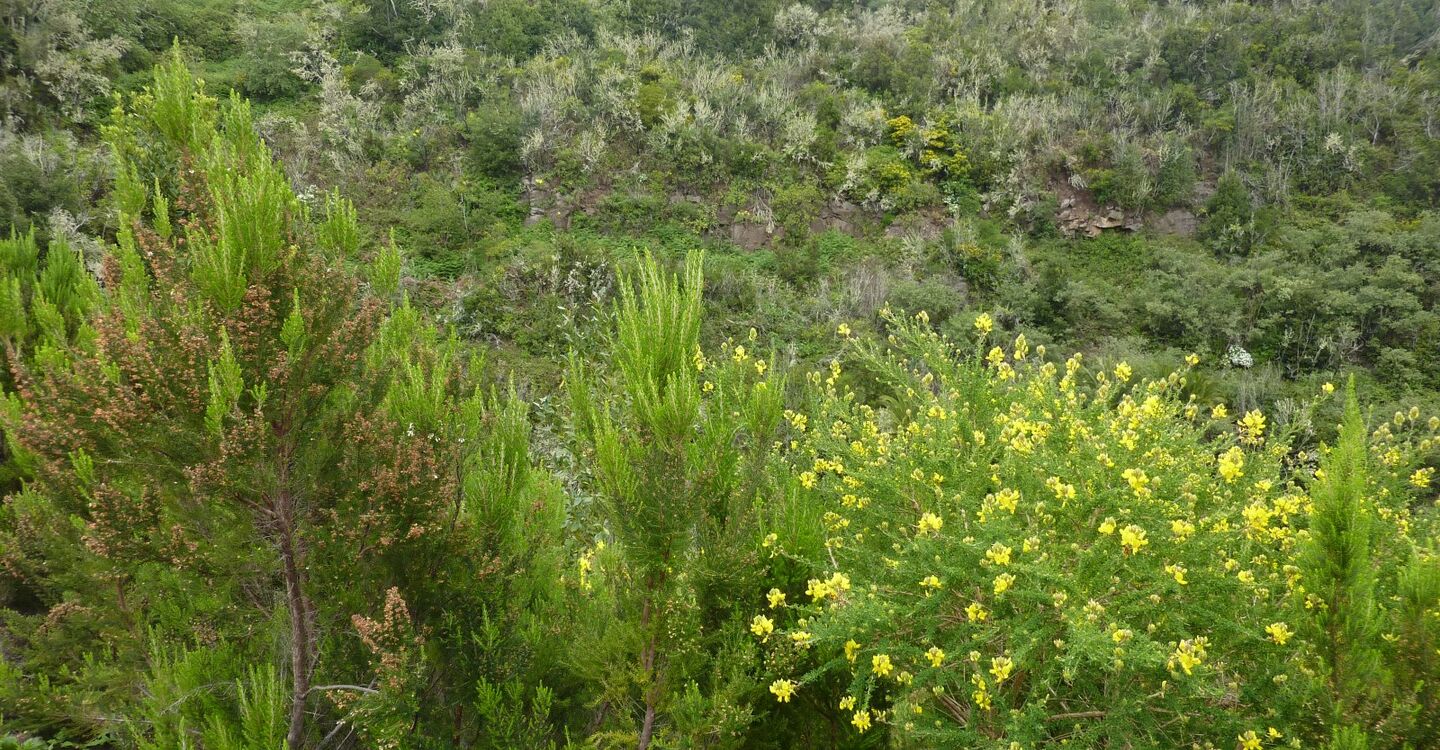WLG 1039 3 bei Los Acevinos