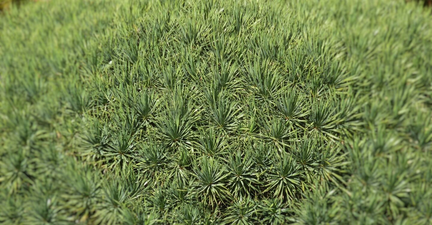 WLG 1064 2 Drachenbaum