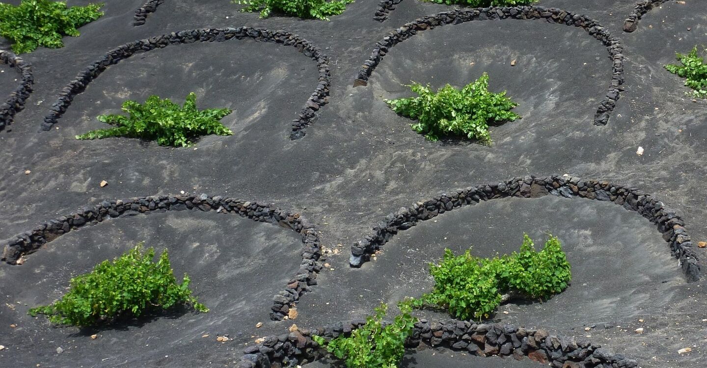 WL 1056 2 Lanzarote 28.950383 -13.723883 Weinanbaugebiet bei La Geria