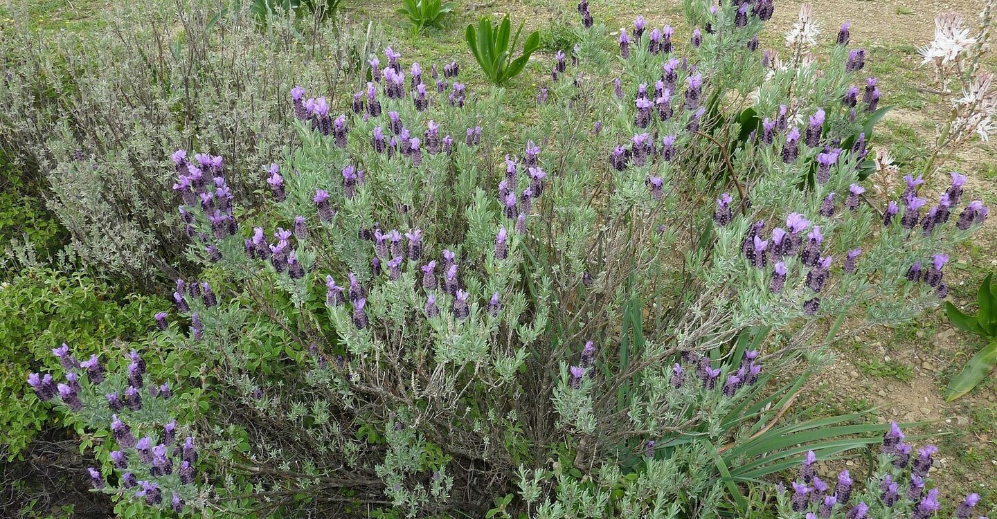 WRH 1035 2 Lavendel am Wegesrand