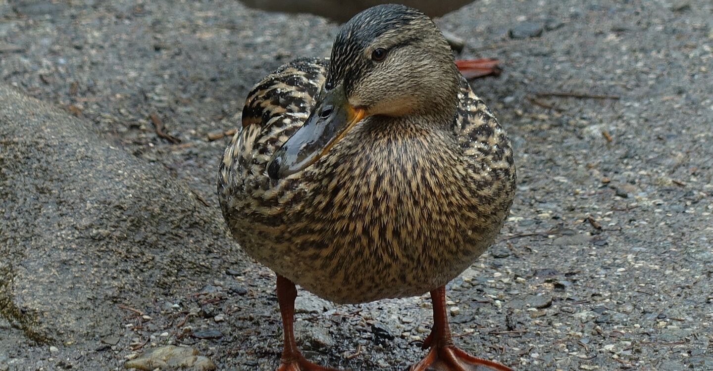 WTA 1014 5 Hungrige Enten warten am am Vrbické Pleso