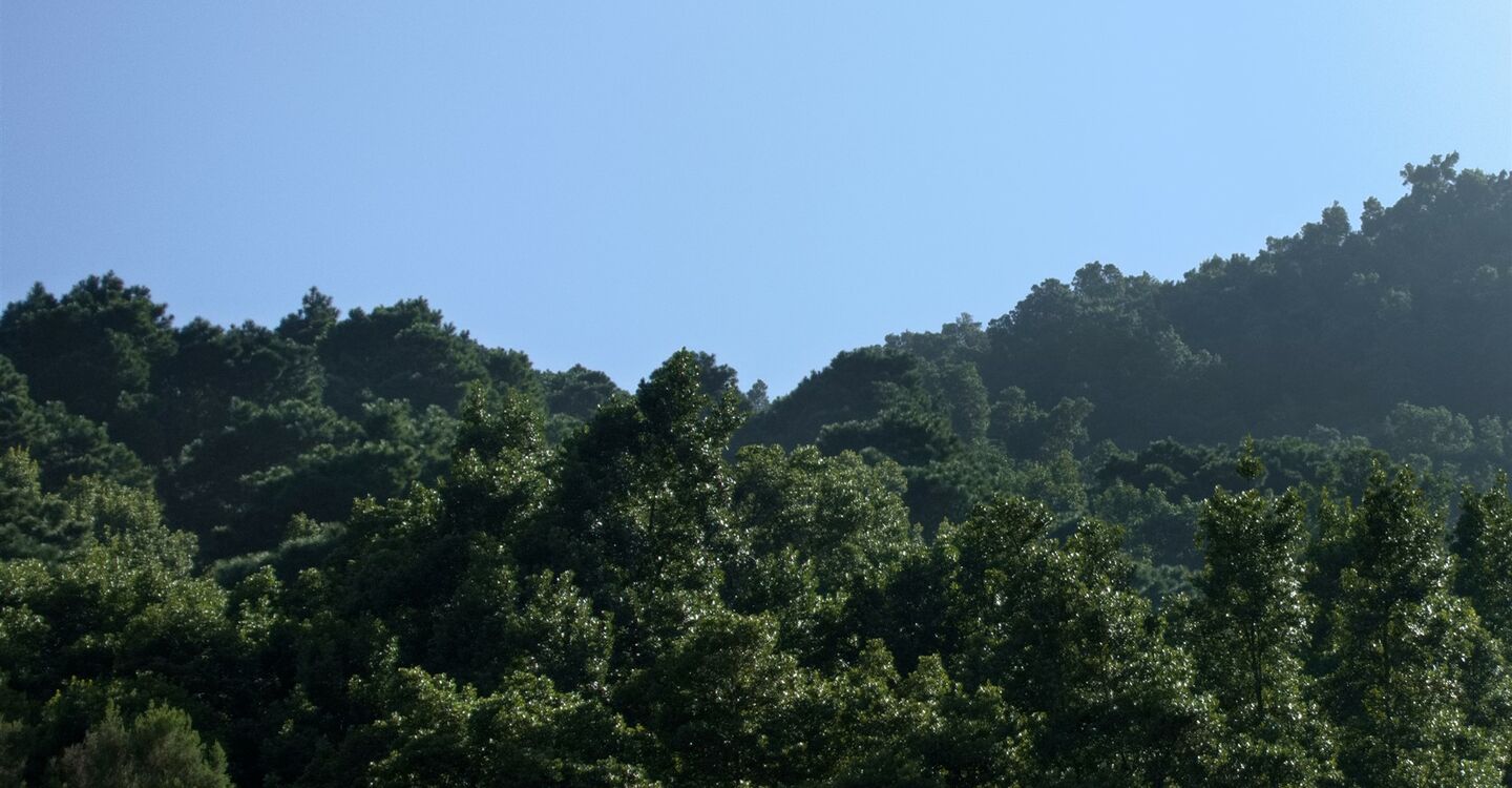 WEH 1016 2 die Pista Jaranita führt durch dichten Wald