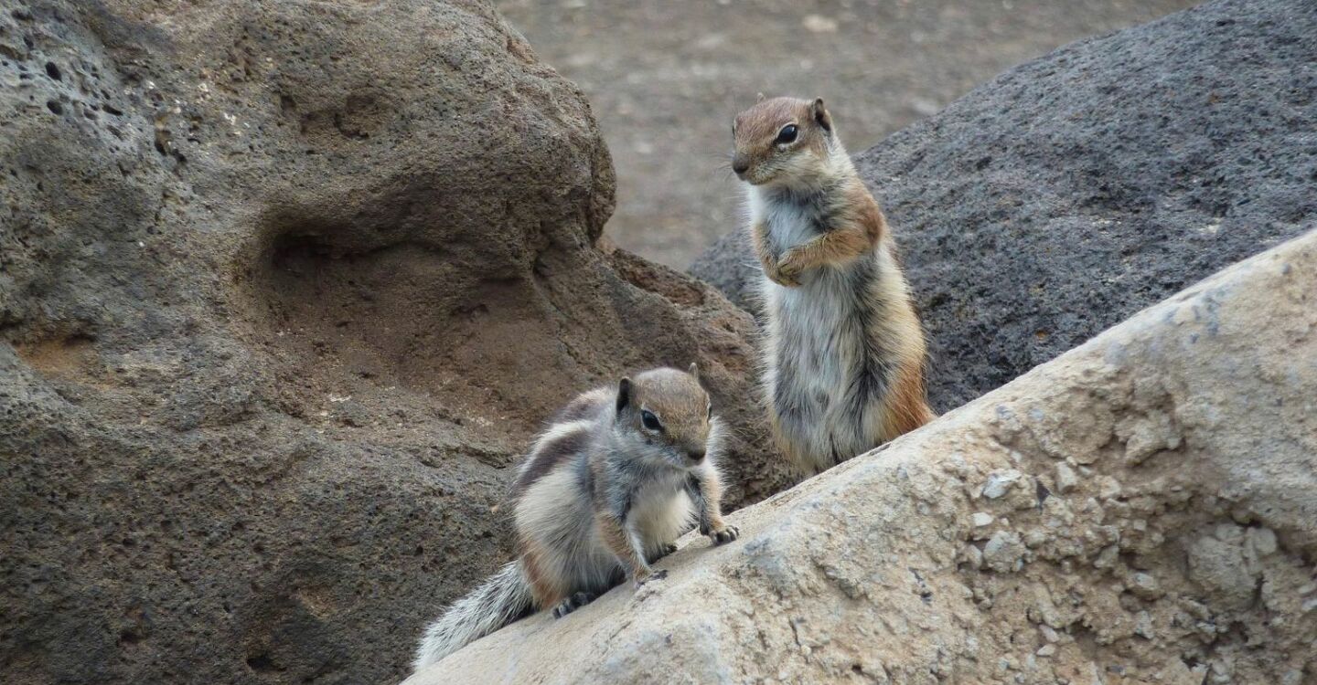 WFF 1057 3 FFuerteventura Atlashörnchen