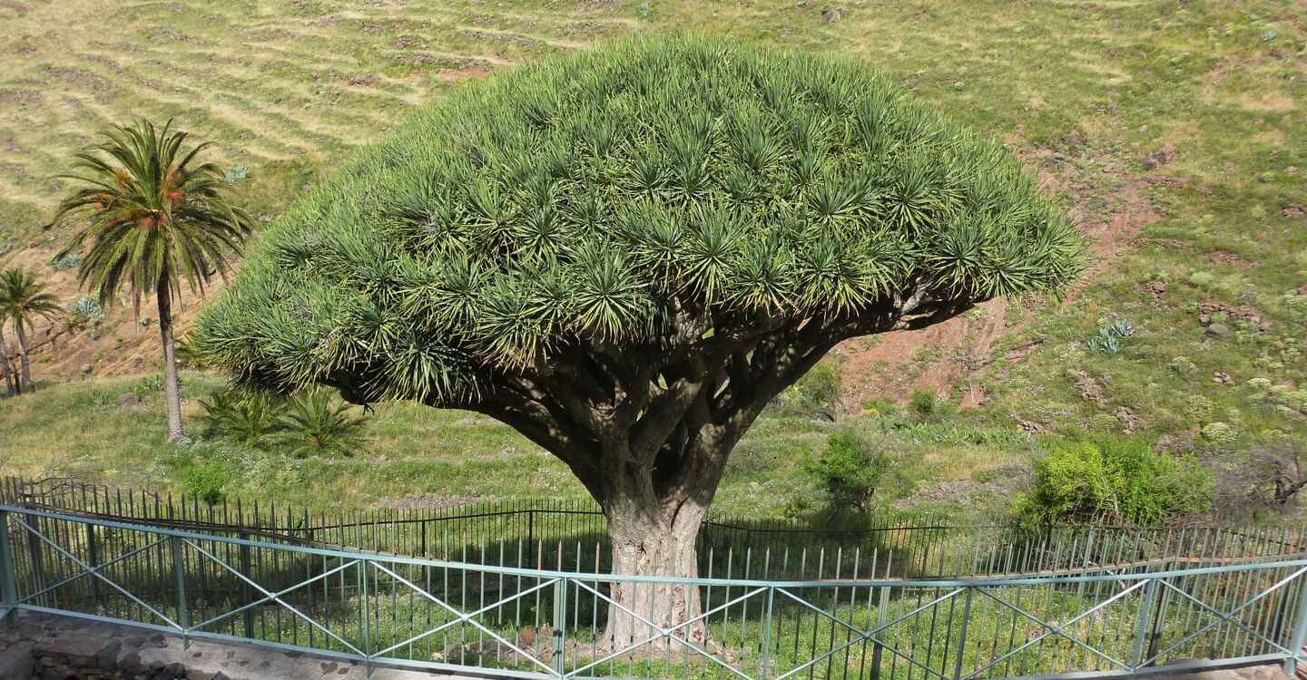 WLG 1064 3 Der Kanarische Drachenbaum