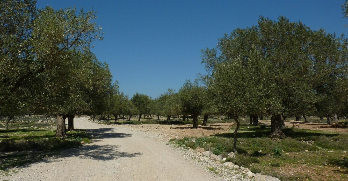WRH 1024 2 Wanderweg durch Olivenhaine