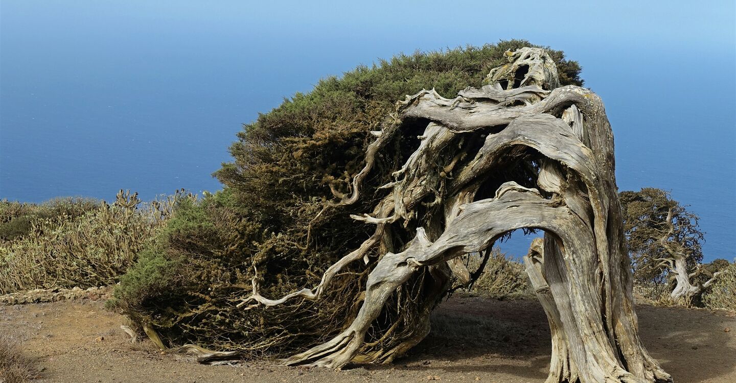 WEH 1021 4 El Sabinar