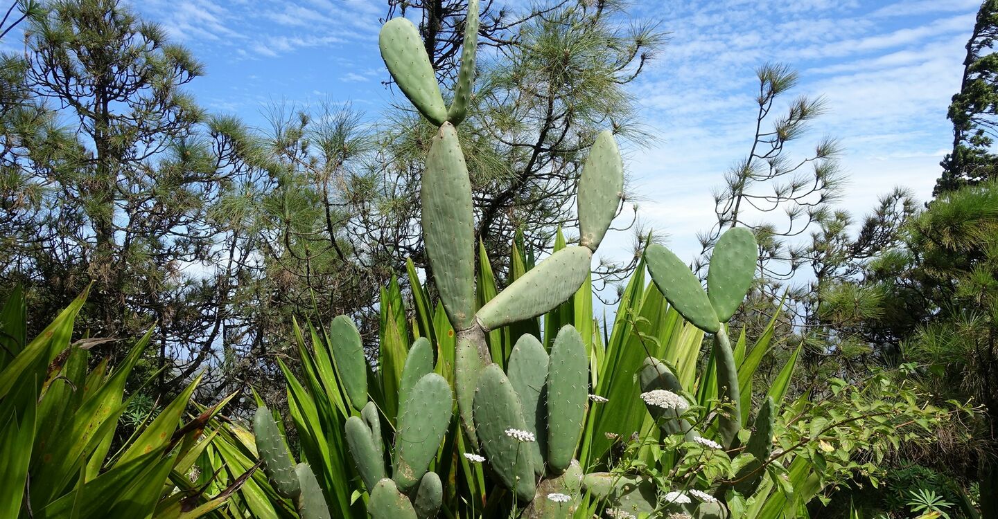 WKB 1049 3 ein botanischer Lehrpfad