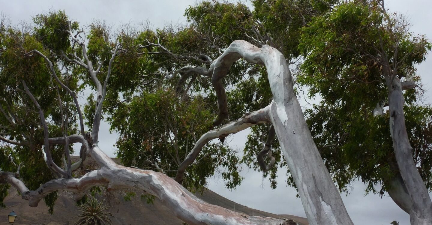 WL 1056 1 Lanzarote 28.948483 -13.742967 Eukalyptus BÃ¤ume in Uga