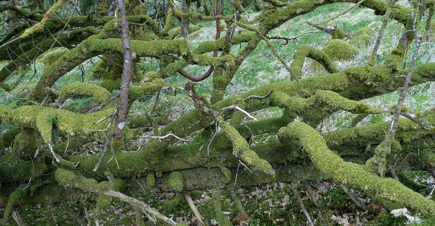WSCH 1016 2 Abzweiger in den Wald