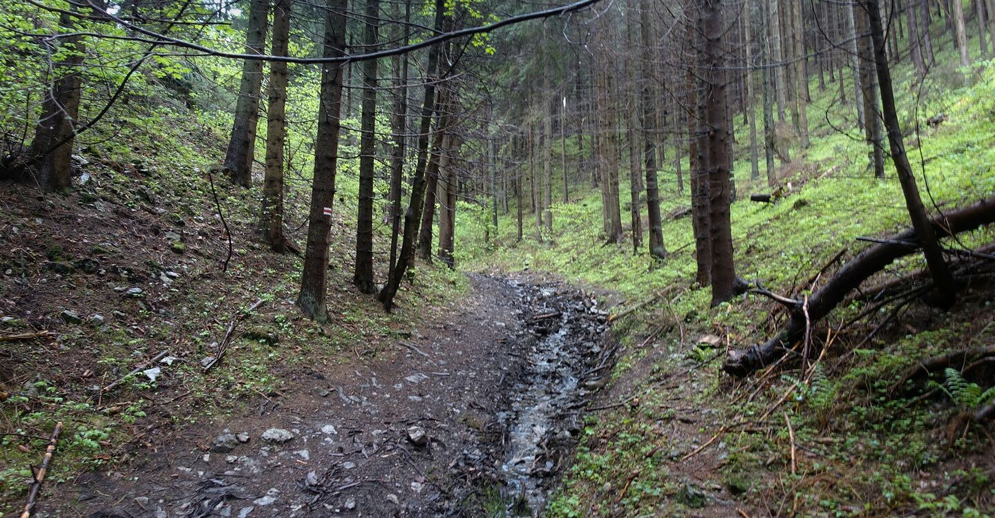 WTA 1013 1 Der Wanderweg direkt hinter Liptovský Ján