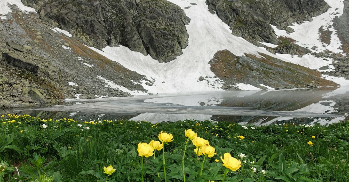 WTA 1049 2 Butterblumen künden vom Frühling am idyllischer Bergseen Litvorov