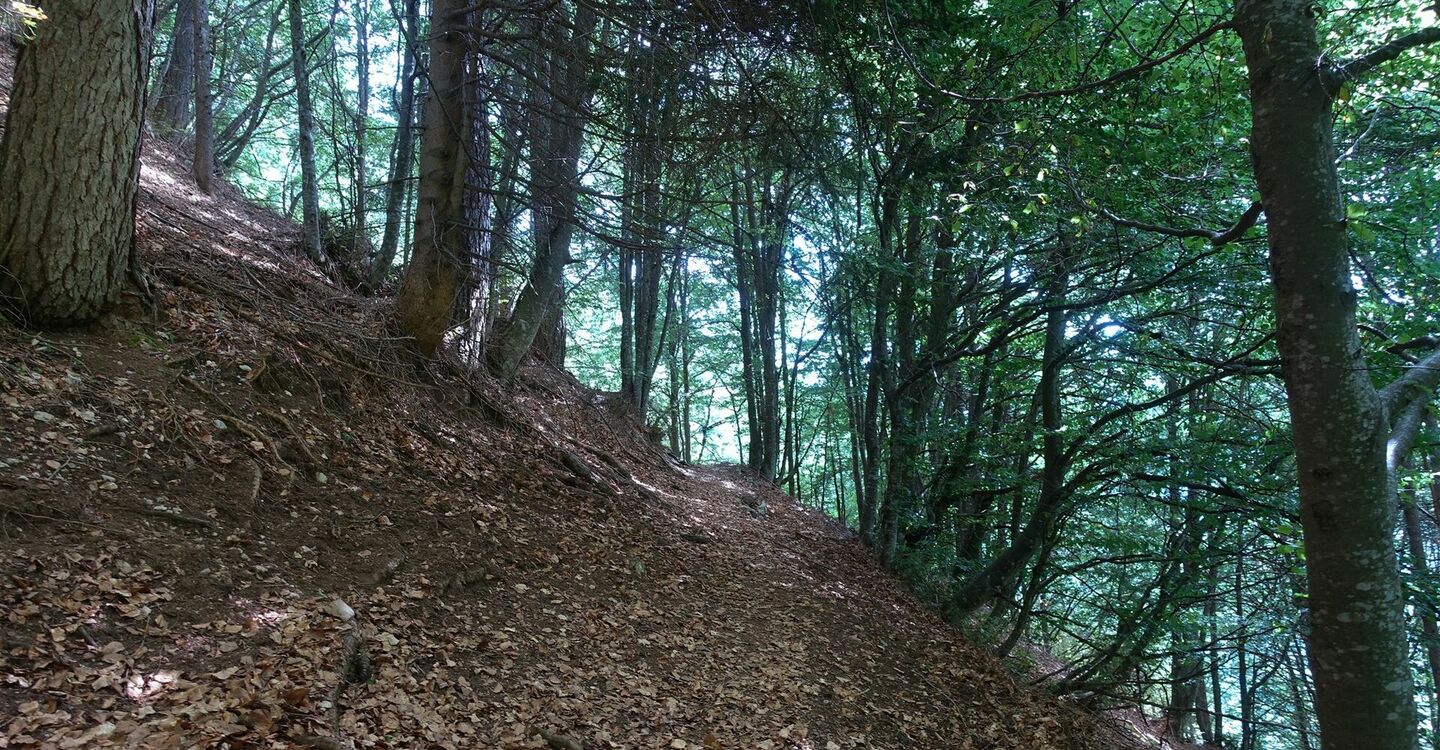 WKB3 1069 3 Im Wechsel zwischen Gras bewachsenen Lichtungen und Waldstücken gehen wir bergab.