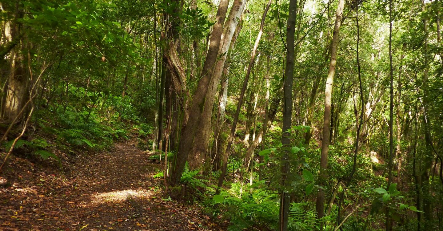 WLG 1034 1 Wanderweg im Nebelwald