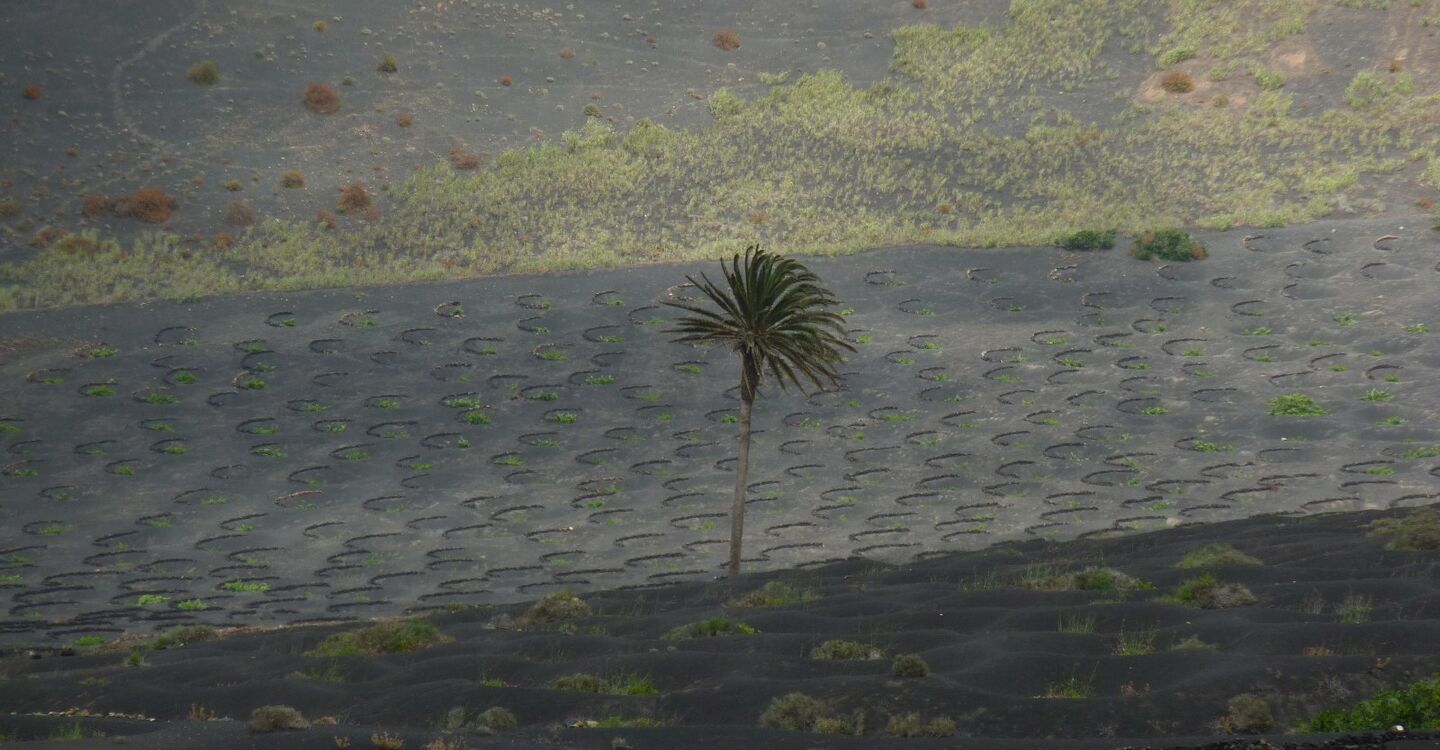 WL 1056 5 Lanzarote 28.9578 -13.719567 einzeln stehende Palme im Weinbaugebiet
