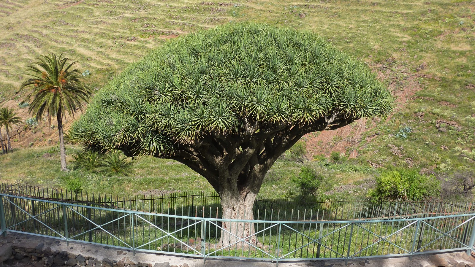 64  Alajer  Drachenbaum  Alajer - GPS Track Finder - Quintessenz  Tourenportal